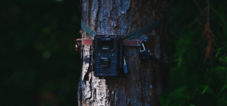 What is time lapse on a trail camera?